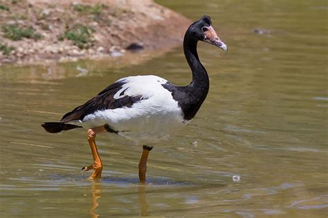 Magpie Goose | Pet birds, Magpie, Australian birds