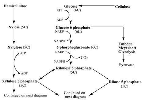 Pentose Phosphate Pathway