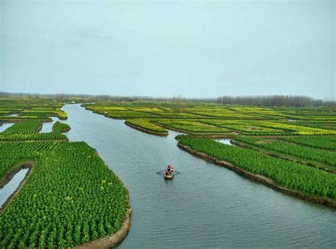 Rapeseed fields Rapeseed Field, China Travel, Fields, Golf Courses, Tours