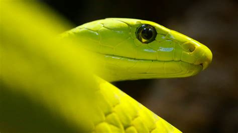 Deadly green mamba snake found on African ship docked in Aberdeen