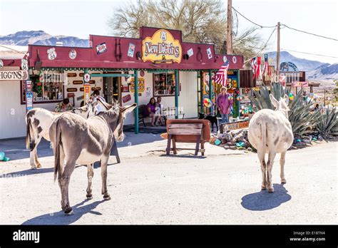 Oatman; Arizona;USA;America; Ghost Town with Donkeys and Burros and ...