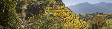 Shop for Wines from Austria's Wachau Region Online at Hic!