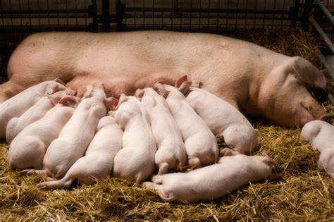 American Yorkshire Pigs: FAQs to Keep Them Happy in Your Homestead