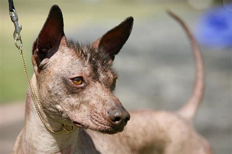 That Mexican Hairless Dog From 'Coco' Is a Cool Breed, But That Doesn't ...