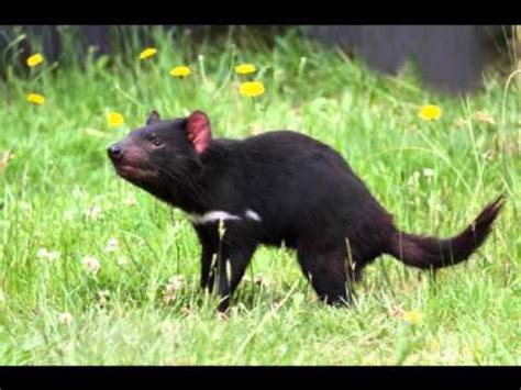 Tasmanian Devil Sound - YouTube