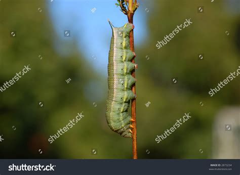 Caterpillar Of Hummingbird Hawk-Moth (Macroglossum Stellatarum) Stock ...