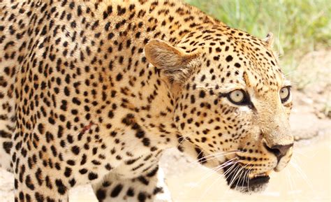 Big Cats Beyond Cecil: Protecting African Leopards