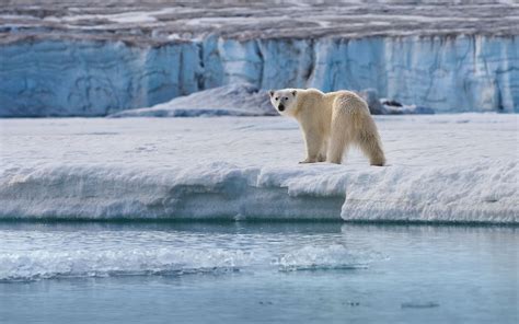 Polar Bears of Svalbard. Svalbard (Spitsbergen) Archipelago, Norway ...