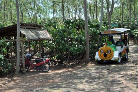 Raga di Kampoeng Kopi Banaran, Pikiran di Kebun Kopi Gayo – LINTAS GAYO