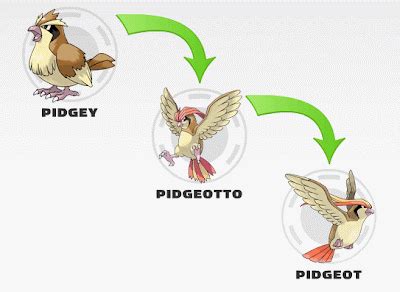 Pokemon Pidgey Evolution | 2016 Car Release Date