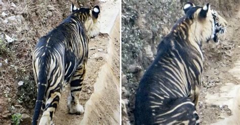 Extremely rare black tiger spotted by amateur photographer in India sanctuary - Mothership.SG ...