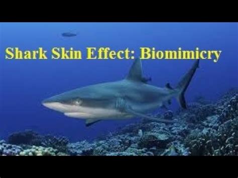 Shark Skin Effect: Biomimicry | Nature Pro - YouTube