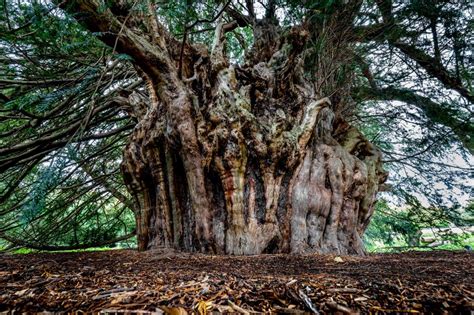 The mysterious death of the 1,000-year-old yew trees of the North Downs ...