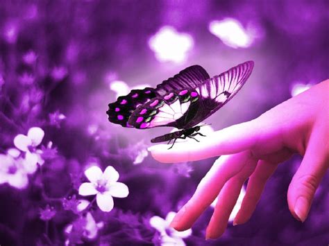 Butterflies on Flowers Wallpapers ~ Landscape Wallpapers|HD Wallpapers|Nature Wallpapers