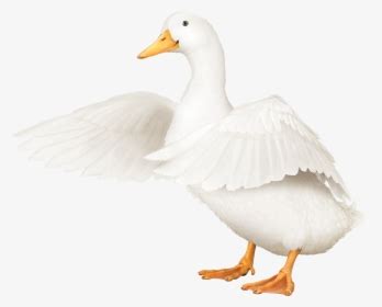 Aflac Logo PNG Images, Free Transparent Aflac Logo Download - KindPNG