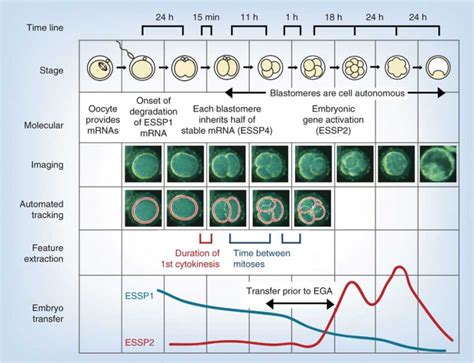 Morula - Embryology