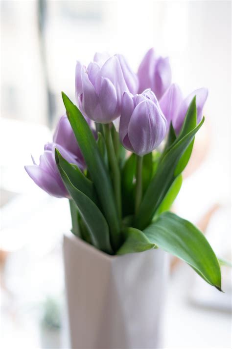 Bouquet of purple tulips | Royalty free stock photo | High Resolution image