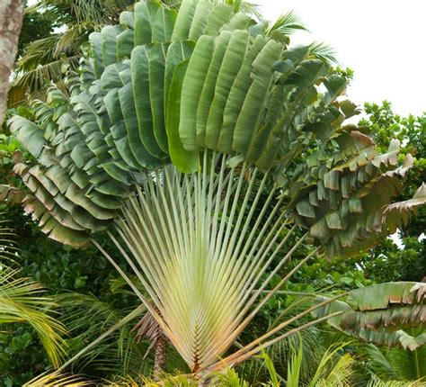 Jual Tanaman Pisang Kipas (Traveller's Palm) - BibitBunga.com