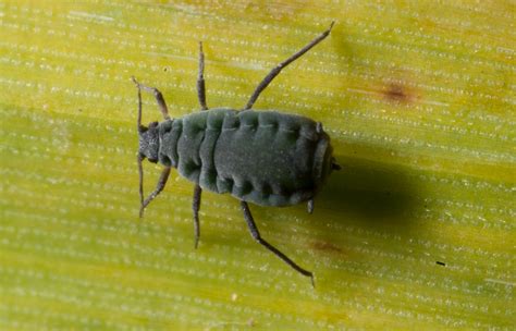 Corn aphid – Cesar Australia