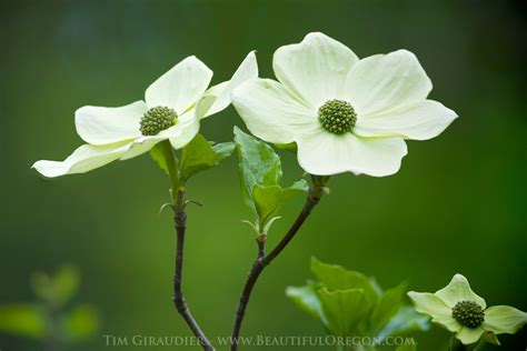 pacific-dogwood-cornus-nuttallii-42412-0869 - Oregon Photography