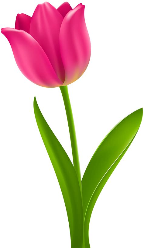 Tulip Flower Desktop Wallpaper Clip art - pink tulip png download - 4651*8000 - Free Transparent ...