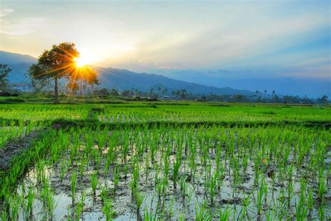 Resto dengan Pemandangan Alam Sawah Terbaik di Bali - Punapi Bali