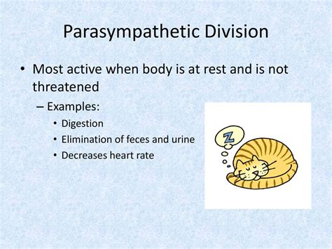 Organization of the Nervous System - ppt download