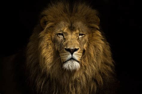 Lion portrait. Large photography art print. African animal | Etsy