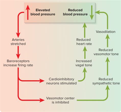 Blood Pressure Negative Feedback Loop Diagram Sensory Feedba