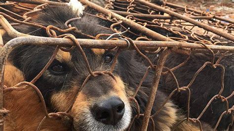 Petition · Help us fight the dog meat trade · Change.org