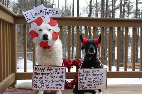 Happy Valentine's Day from Orlando Canine Connections. http://www.OrlandoCanineConnections.com ...