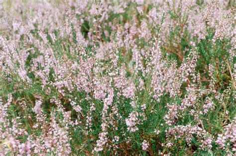 Calluna vulgaris – free photo on Barnimages