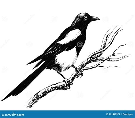 Magpie Cartoons, Illustrations & Vector Stock Images - 1155 Pictures to ...