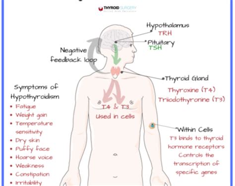 Thyroid gland function.