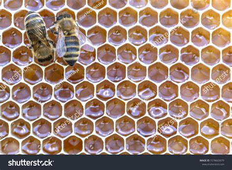 Abstract Hexagon Structure Honeycomb Bee Hive Stock Photo 1578603079 | Shutterstock