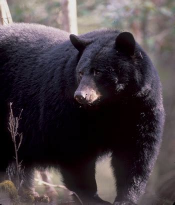 Black Bears - Great Smoky Mountains National Park (U.S. National Park ...