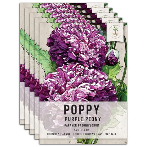 Purple Peony Poppy Seeds For Planting (Papaver paeoniflorum) – Seed Needs LLC