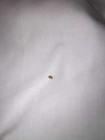 Bed Bugs On Sheets