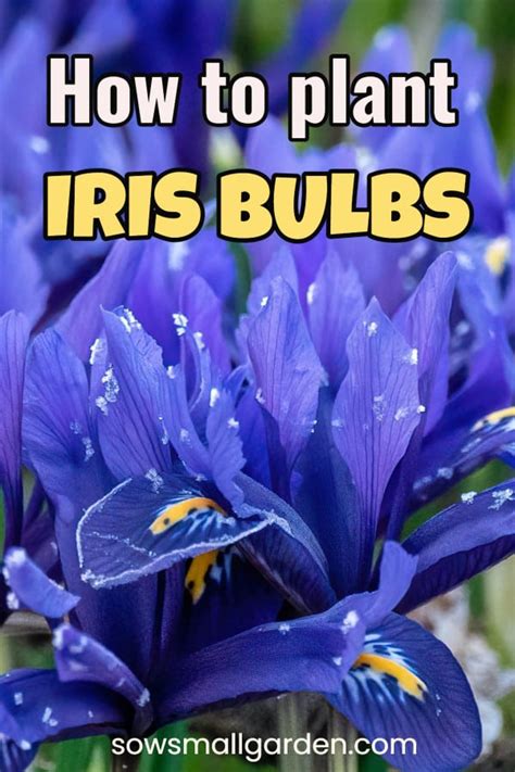 How to Plant Iris Bulbs • Sow Small Garden