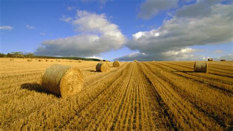 Agriculture(1920x1080) : wallpaper