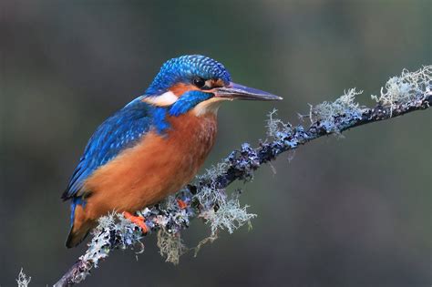 Kingfisher Bird Wildlife - Free photo on Pixabay - Pixabay