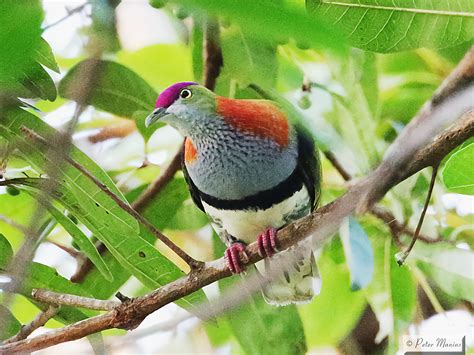 Superb Fruit-Dove