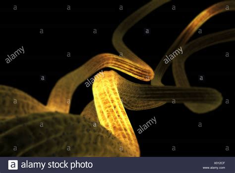 Nerve Stock Photos & Nerve Stock Images - Alamy