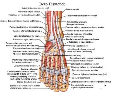 Pin en Anatomy