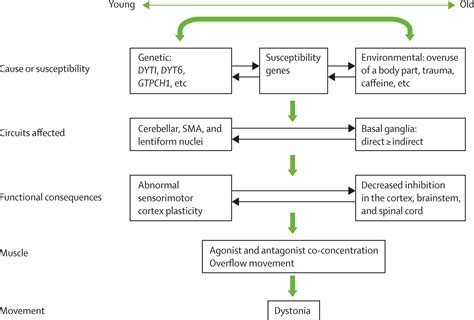 Primary dystonia and dystonia-plus syndromes: clinical characteristics ...