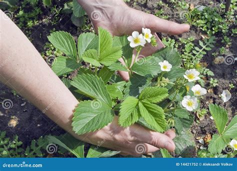 Care of plants the concept stock photo. Image of care - 14421752