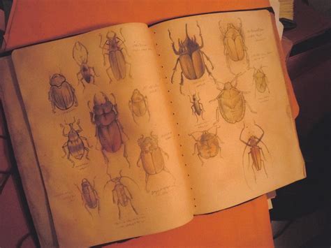 Insect Journal 2 Pg spread by MJBivouac on DeviantArt