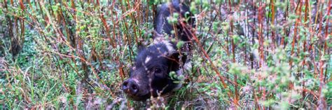 Hiking Safely in Florida | Wild Hogs – Florida Hikes