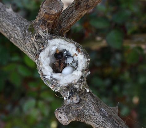 Hummingbird nest with hatching eggs | Natures beauties | Pinterest