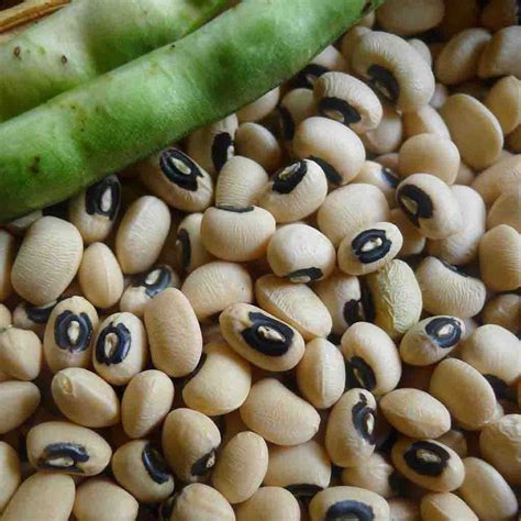 Cowpea, California Blackeye Annual Vegetable Seeds – Ferry-Morse